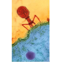 phage